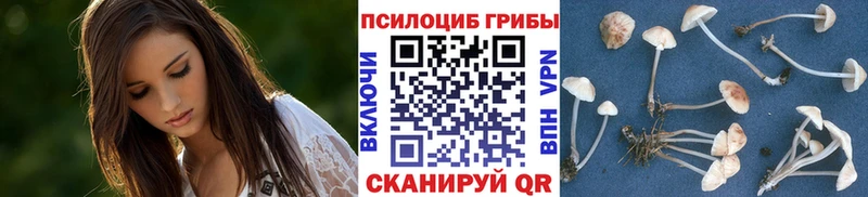 блэк спрут зеркало  Миллерово  Псилоцибиновые грибы Psilocybe 